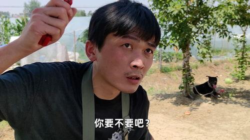 大爷视频吃瓜是真的吗,大爷视频吃瓜事件真相