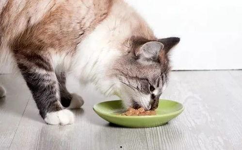 开心吃瓜小猫咪视频,小猫咪的欢乐“瓜”时光