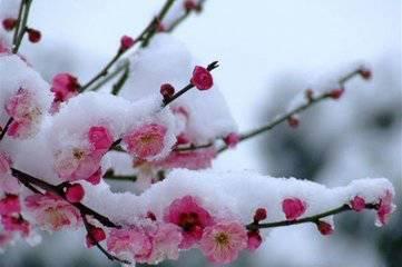 梅花 七吃瓜视频,揭秘美食背后的趣味故事