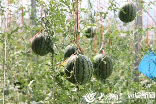 韩城吃瓜事件原视频,一场引发热议的网络风波揭秘
