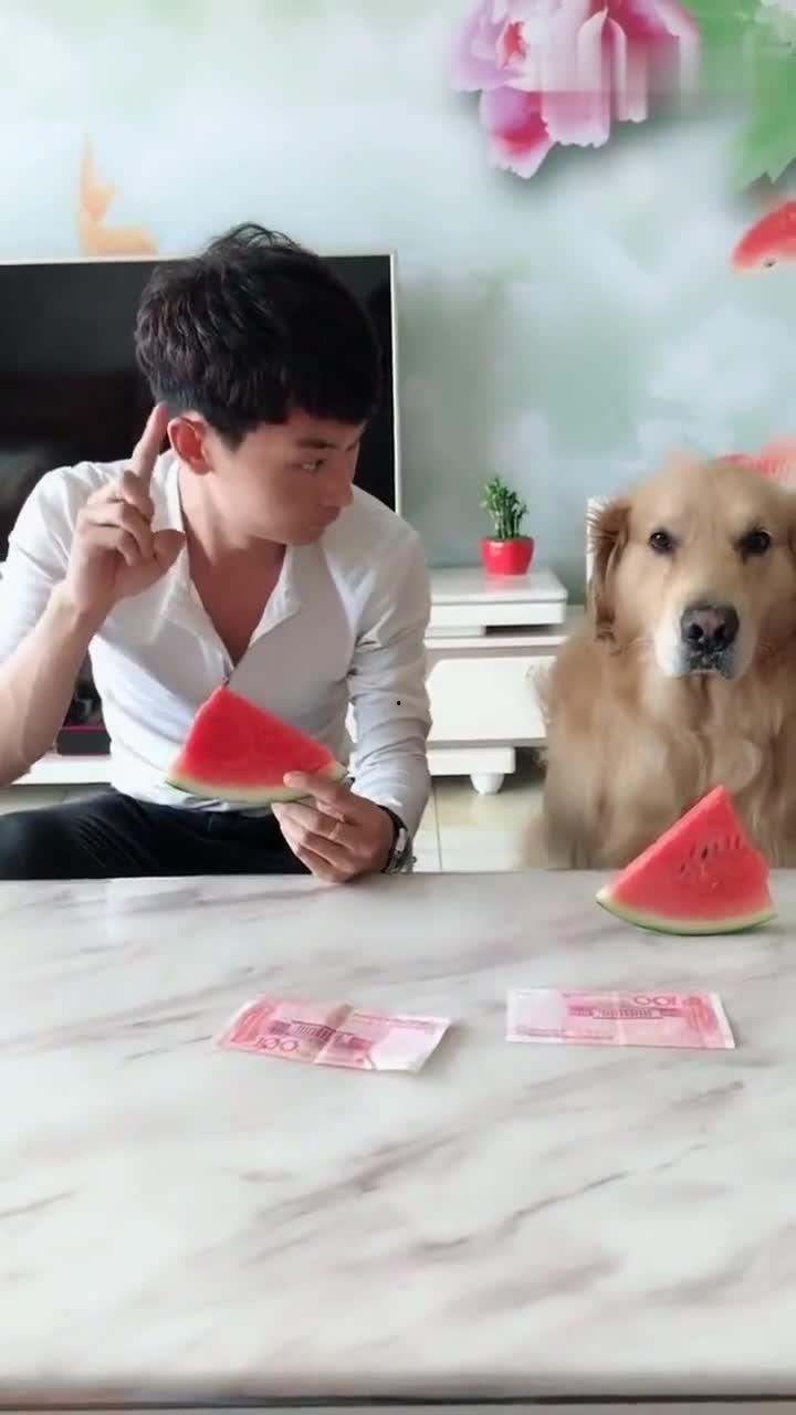 狗狗吃瓜表情视频,萌态百出，笑料连连