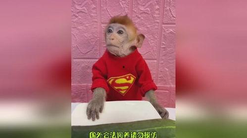 带你吃瓜搞笑动物视频播放,笑料横生！带你领略搞笑动物视频的魅力