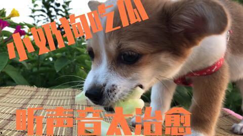吃瓜狗狗视频歪头,歪头瞬间成萌宠新宠