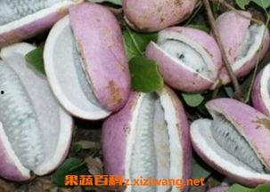 茉莉吃八月瓜直播视频,八月瓜的独特魅力与食用体验