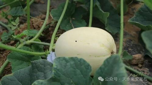 吃白脆瓜的视频,视频教你轻松制作