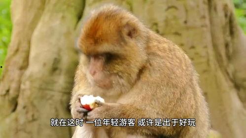 猴子上树吃瓜视频大全下载,欢乐瞬间尽收眼底