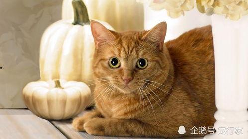 猫可以吃丰收瓜吗视频,猫咪的新鲜美食探索