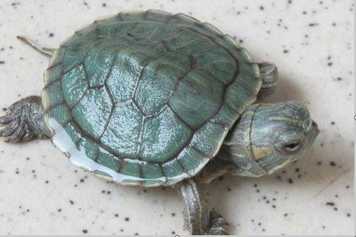 吃两瓜的乌龟有毒吗视频,吃两瓜的乌龟是否携带毒素