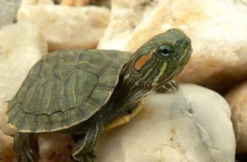 吃两瓜的乌龟有毒吗视频,吃两瓜的乌龟是否携带毒素