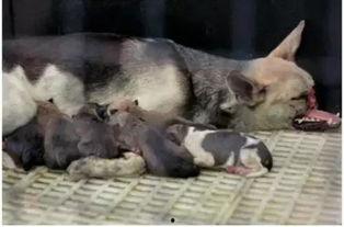 车祸狗狗吃瓜视频,萌态十足引网友热议