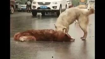 车祸狗狗吃瓜视频,萌态十足引网友热议