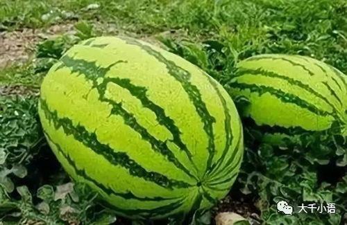 瓜要怎么吃才好吃呢视频,解锁美味瓜果的正确食用方法