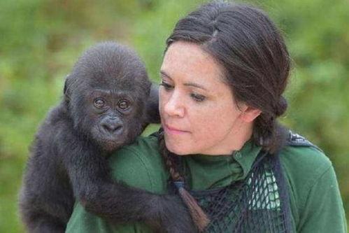 吃瓜女的猩猩视频播放,动物界的“网红”诞生
