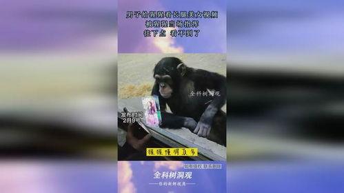 吃瓜女的猩猩视频播放,动物界的“网红”诞生