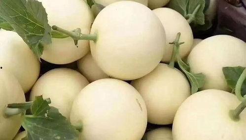 第一次吃大白瓜视频大全,一场味蕾的奇妙探险之旅