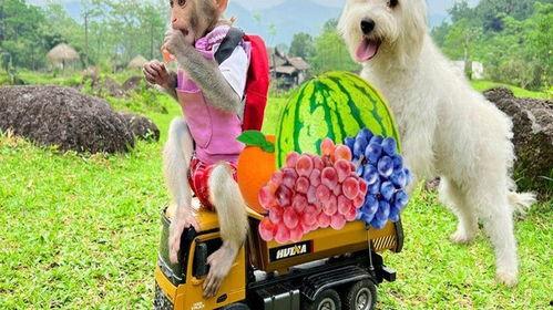 小狗吃小瓜视频播放下载,视频播放下载火爆全网