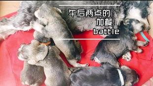 小狗吃小瓜视频播放下载,视频播放下载火爆全网