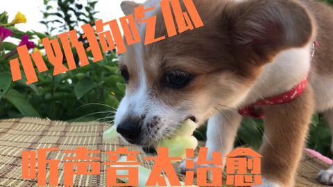小狗吃小瓜视频播放下载,视频播放下载火爆全网