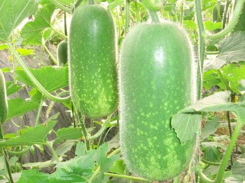 吃瓜吐籽视频素材高清下载,捕捉生活趣味瞬间