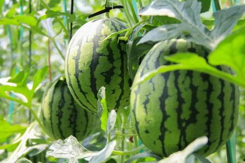 武汉吃瓜群众吃红瓜视频,吃瓜群众现场打卡