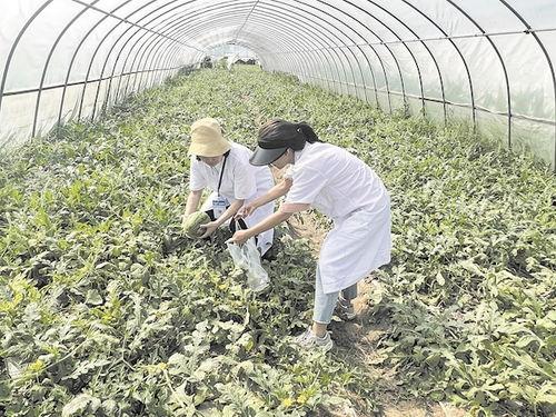 武汉吃瓜群众吃红瓜视频,吃瓜群众现场打卡