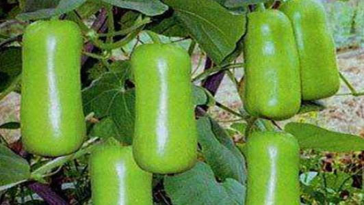 蒲瓜可以喂鸡吃吗视频讲解,营养丰富的天然饲料探索