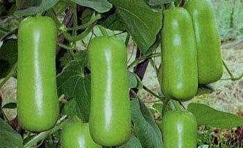 蒲瓜可以喂鸡吃吗视频讲解,营养丰富的天然饲料探索