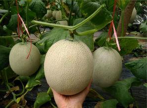 吃蜜瓜的女人视频播放,一睹吃蜜瓜女人风采的瞬间