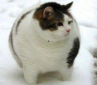 猫咪吃瓜可爱视频素材,萌态十足，可爱视频引网友爆笑