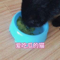 猫咪吃瓜可爱视频素材,萌态十足，可爱视频引网友爆笑