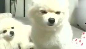 男子为钱吃瓜视频下载,揭秘网络黑产背后的利益链