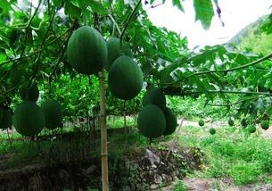 吃吊瓜用扣种子嘛视频