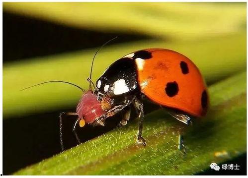大嘴瓜吃虫子的视频,萌态可掬的生态奇观