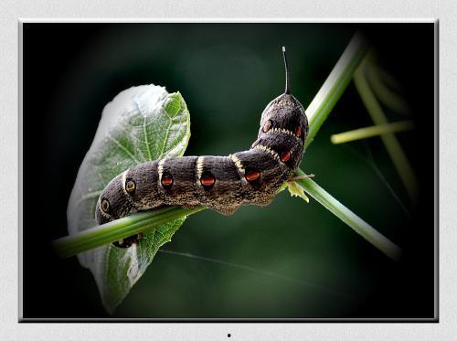 大嘴瓜吃虫子的视频,萌态可掬的生态奇观
