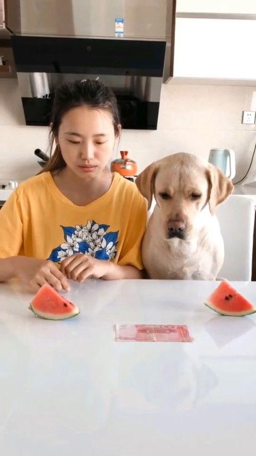 吃瓜视频大全儿童比赛,吃瓜视频大全儿童比赛精彩瞬间回顾