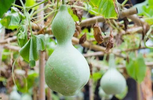 老鼠会吃葫芦瓜吗视频,一场生存挑战的实况记录