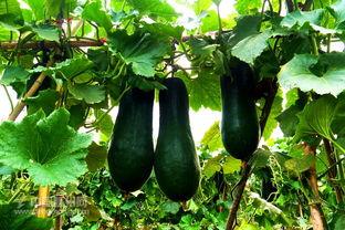 矮冬瓜吃瓜视频,趣味横生的瓜界奇遇记