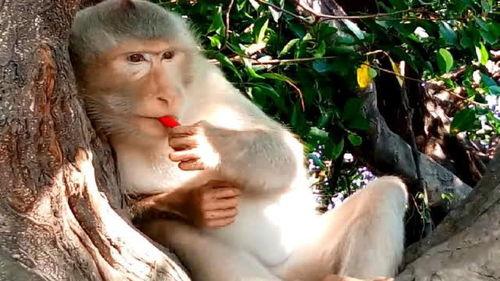 一个女人吃瓜吃成猴子原视频,女子吃瓜吃成“猴子”变脸记