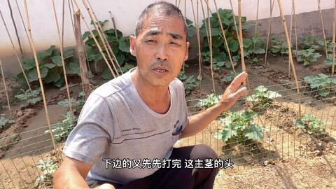 西宁吃瓜大爷视频大全,视频里的市井百态与人间烟火