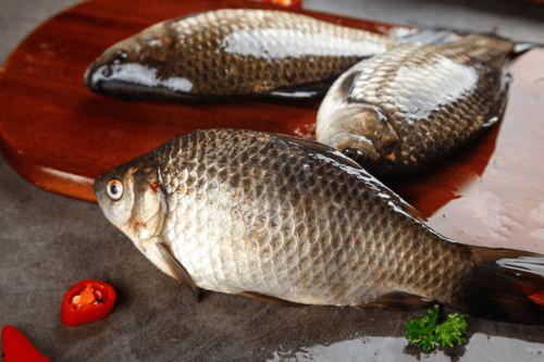 鲫鱼会吃小瓜吗视频讲解,小瓜是否成为其盘中餐？