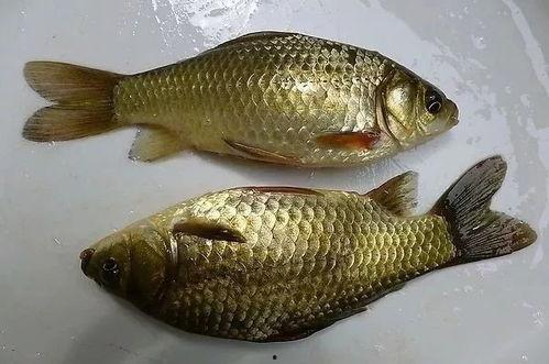 鲫鱼会吃小瓜吗视频讲解,小瓜是否成为其盘中餐？