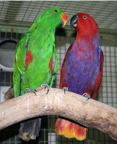 鹦鹉吃红瓜视频播放,趣味视频引网友热议