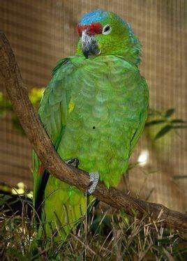 鹦鹉吃红瓜视频播放,趣味视频引网友热议