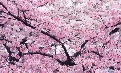 苏州樱花岛吃瓜事件视频