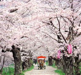 苏州樱花岛吃瓜事件视频