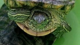 秃崽吃瓜视频链接大全