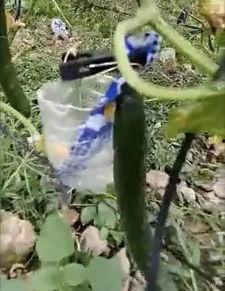 勉县吃瓜事件真相视频曝光,还原事件全貌