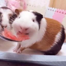 猪猪吃瓜视频完整版,揭秘网络热门视频背后的趣味与思考