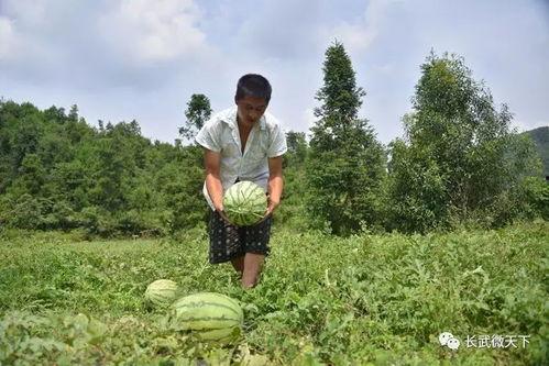冲出瓜田吃瓜视频,冲出瓜田吃瓜的欢乐瞬间