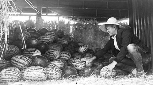 丰台吃瓜群众事件视频,一场引发热议的网络围观